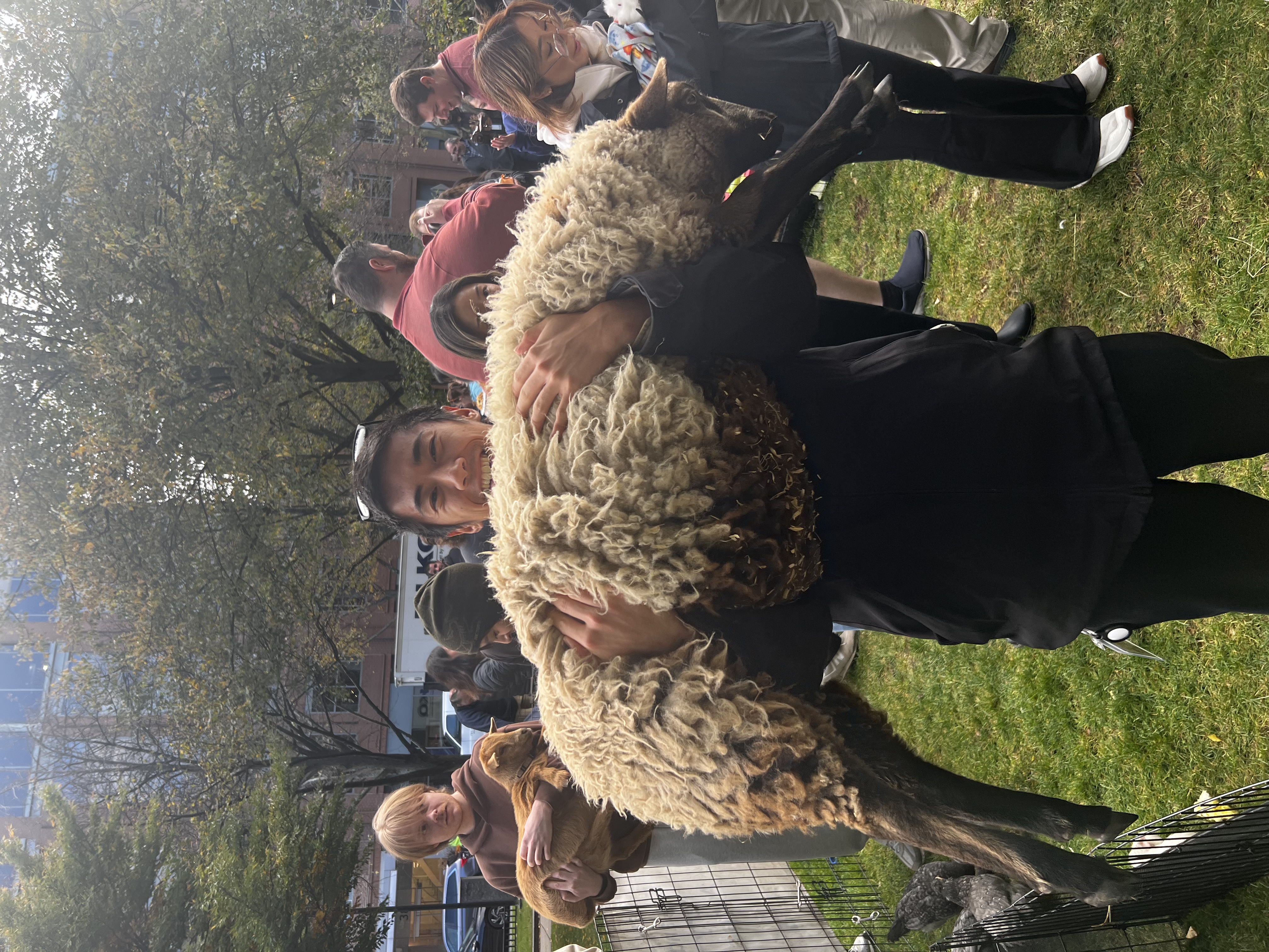 Carrying sheep